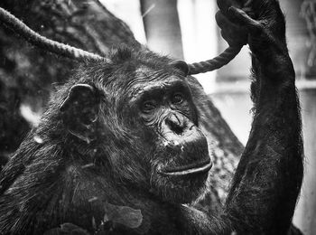 Close-up of a monkey looking away