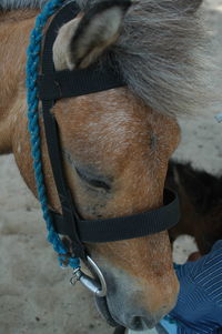 Close-up of a horse