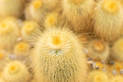 Zurich, switzerland, april 20, 2023 parodia leninghausii or lemon ball cactus 