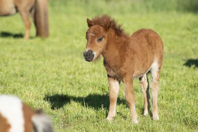 Cute foal of a shetland pony on a green grass field