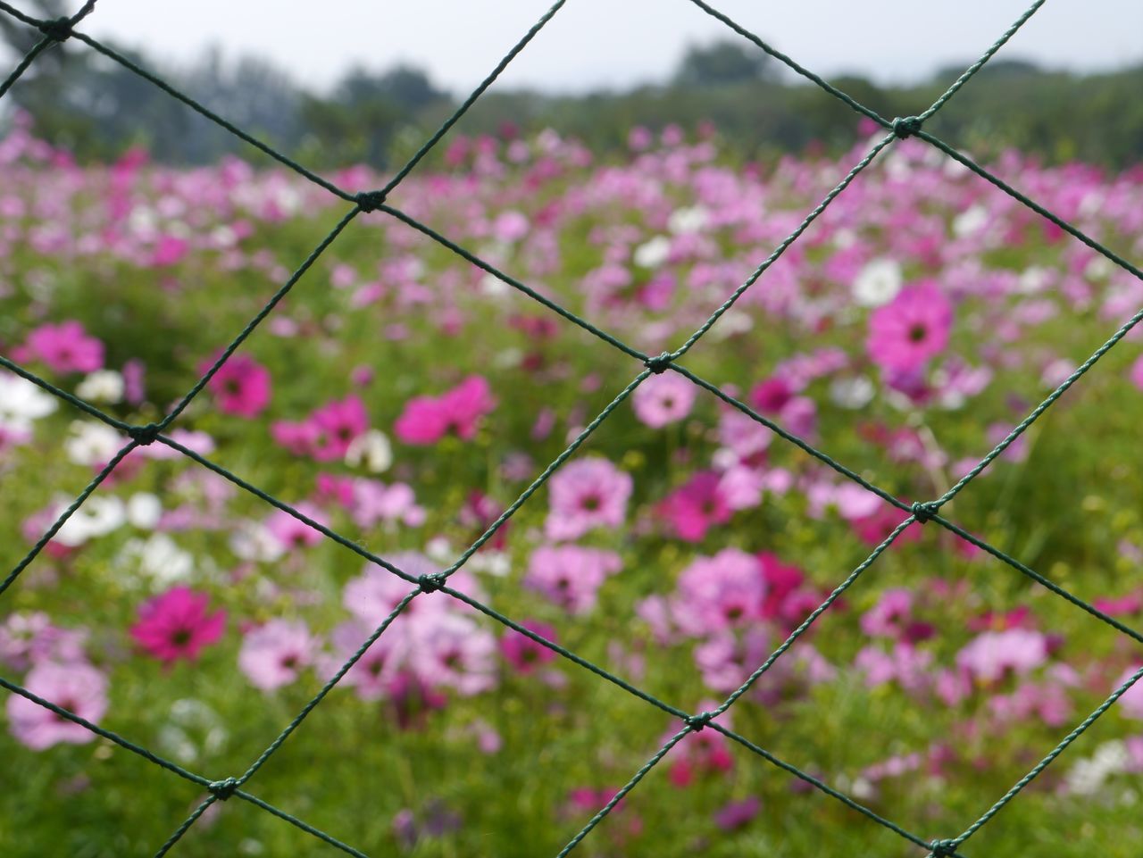 Pinky field