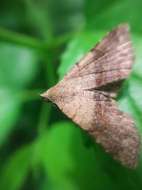 Close-up of moth on leaf
