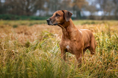 Dog looking away while standing on field