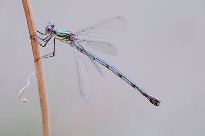 Close-up of damselfly on twig against white background