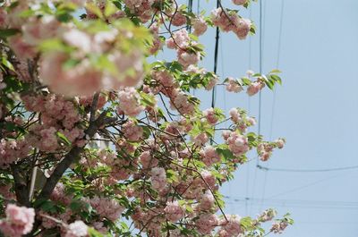 Low angle view of flowers on tree