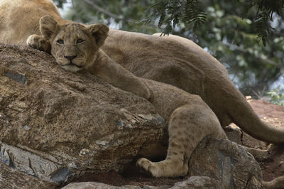 Cat resting in a zoo