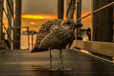 Close-up of bird perching on railing