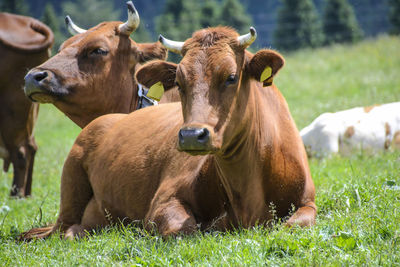 Close-up of cows in pasture