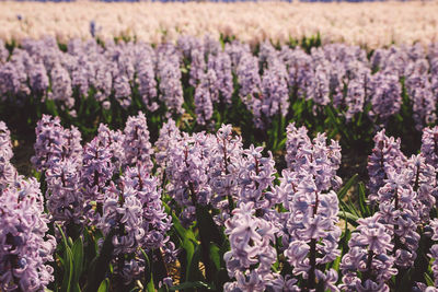 Close-up of lavender flowers blooming in field