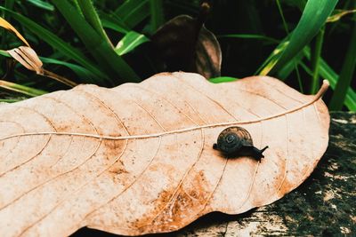 Close-up of snail on leaf