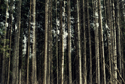 Full frame shot of bamboo trees in forest