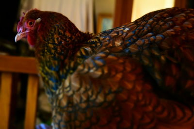 Close-up of rooster