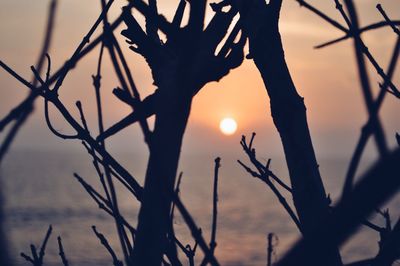 Sun shining through trees