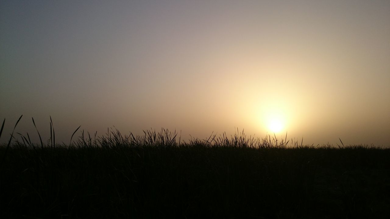 sunset, silhouette, copy space, tranquility, tranquil scene, clear sky, sun, field, beauty in nature, landscape, scenics, nature, plant, idyllic, sky, growth, orange color, outdoors, sunlight, no people