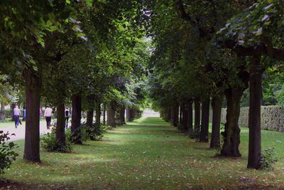 Narrow pathway along trees