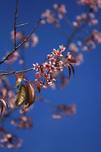 Low angle view of cherry blossoms against blue sky