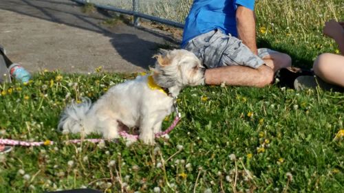 Low section of man with dog sitting on grass