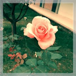 Close-up of rose blooming outdoors