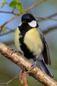 Close-up of bird perching on branch