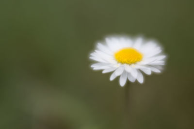 Close-up of white daisy flower