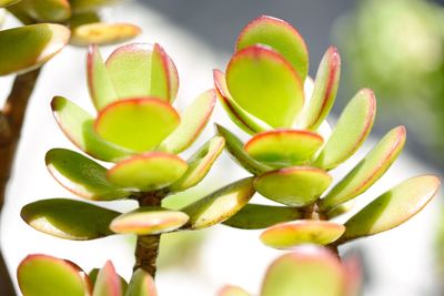 Close-up of plant