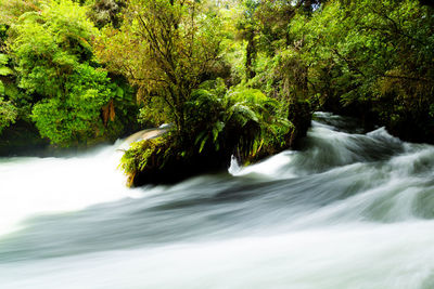 Scenic view of waterfall in forest