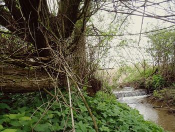 Scenic view of river in forest