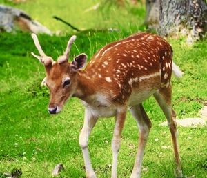 Deer standing in a field