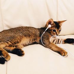 Close-up of cat sleeping