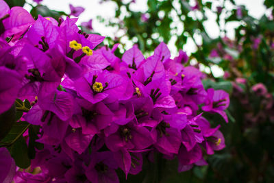 Close-up of pink flowers