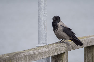 Bird perching on wooden post