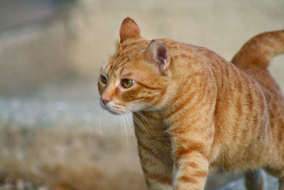 Close-up of ginger cat