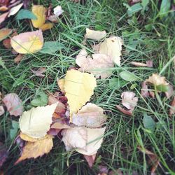 Close-up of dry leaves on field