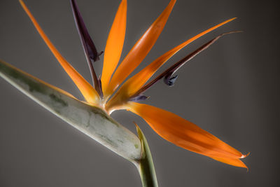 Close-up of wet yellow flower