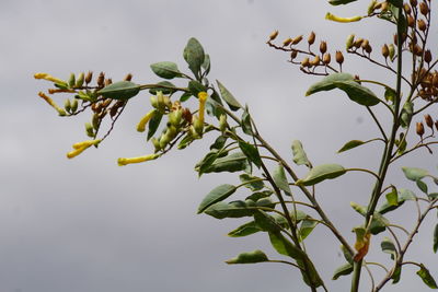 Low angle view of flowering plant against tree