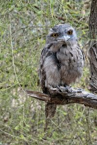 Portrait of bird perching on tree