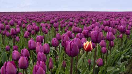 Close-up of purple tulips blooming in field