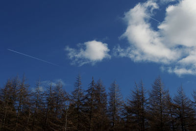 Low angle view of trees against blue sky