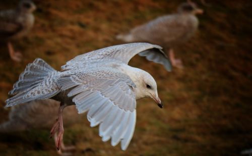 Close-up of bird flying