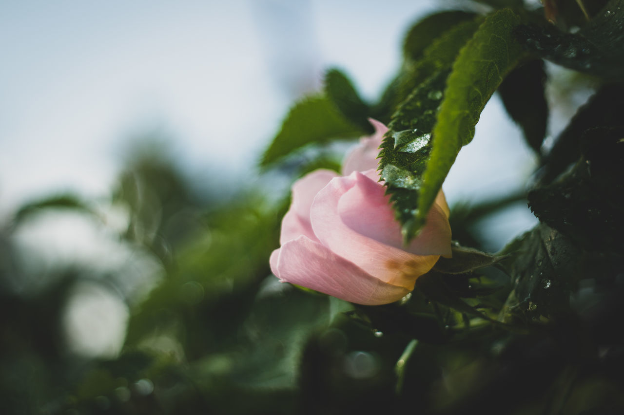 CLOSE-UP OF PINK ROSE BUD