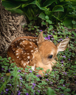 Close-up of fawn on plants