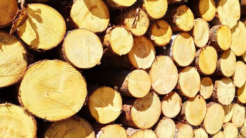 Full frame shot of logs in forest