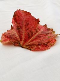 High angle view of autumn leaf on table
