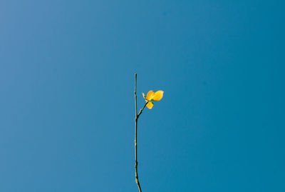 Low angle view of flowering plant against clear blue sky