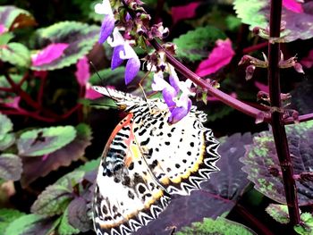 Close-up of butterfly on purple flower