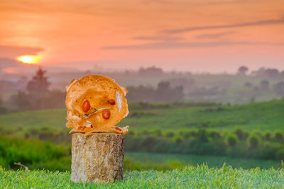 Close-up of pumpkin on field during sunset