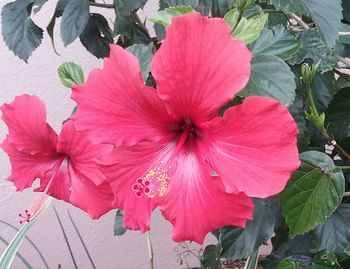 Close-up of pink flower