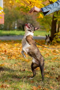 Close-up of dog running on field