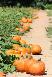 Pumpkins on field in farm during autumn