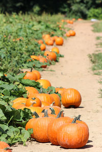 Close-up of pumpkins during autumn